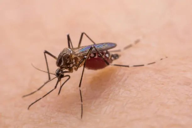 Why Does Mosquito Bite Itch? Symptoms and Solutions Explained!